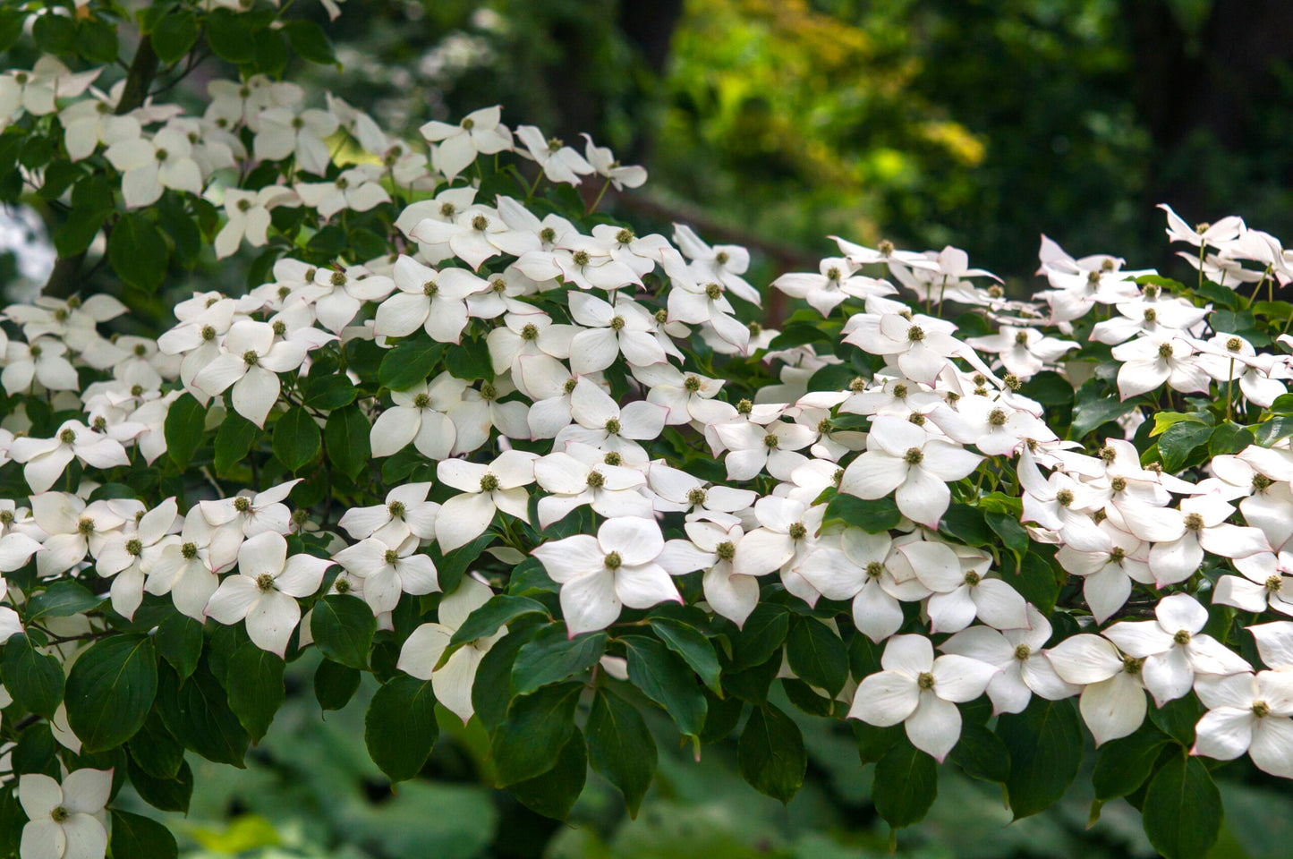Chinese Dogwood chinensis (Cornus kousa)