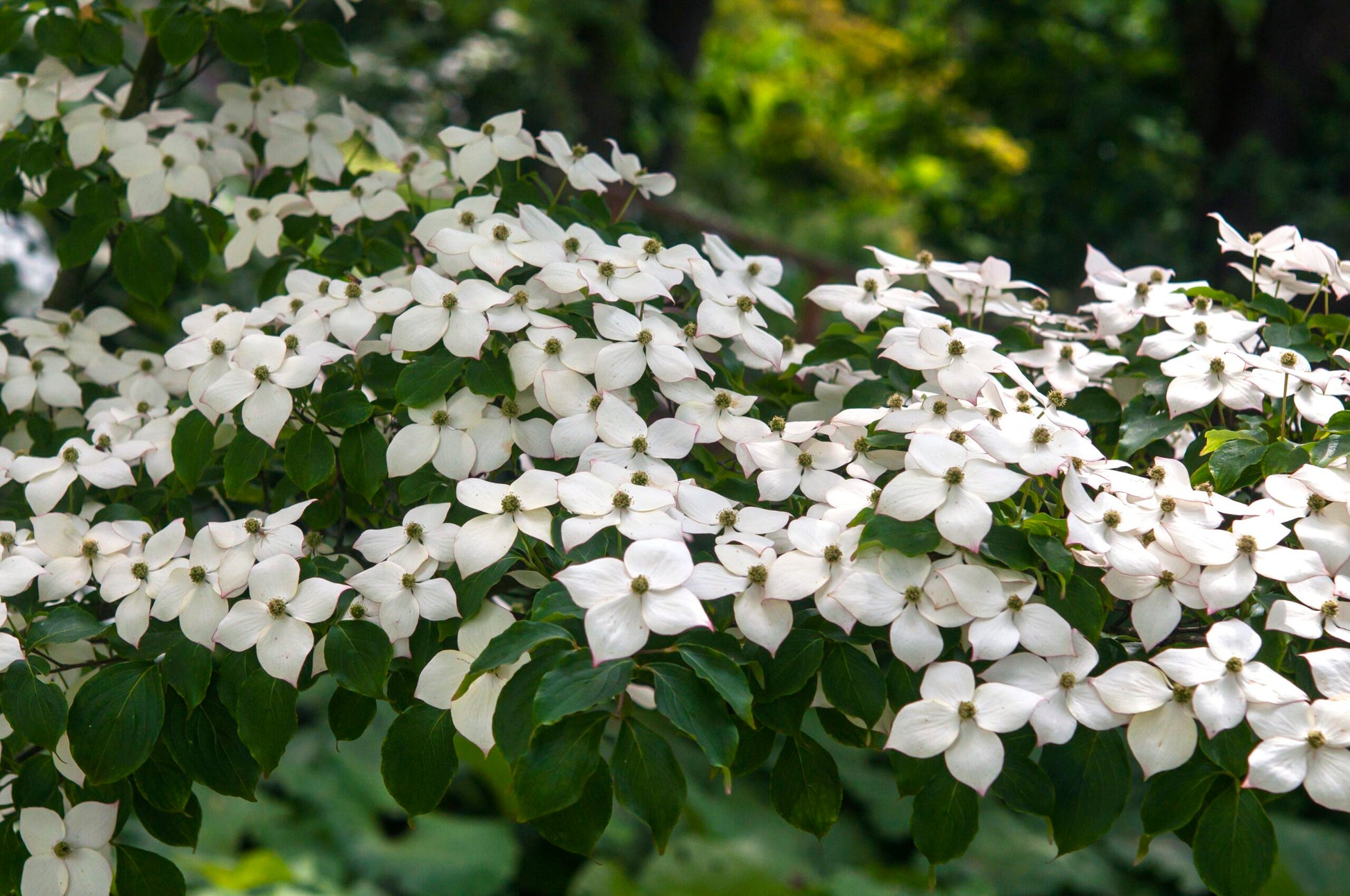 Chinese Dogwood chinensis (Cornus kousa)