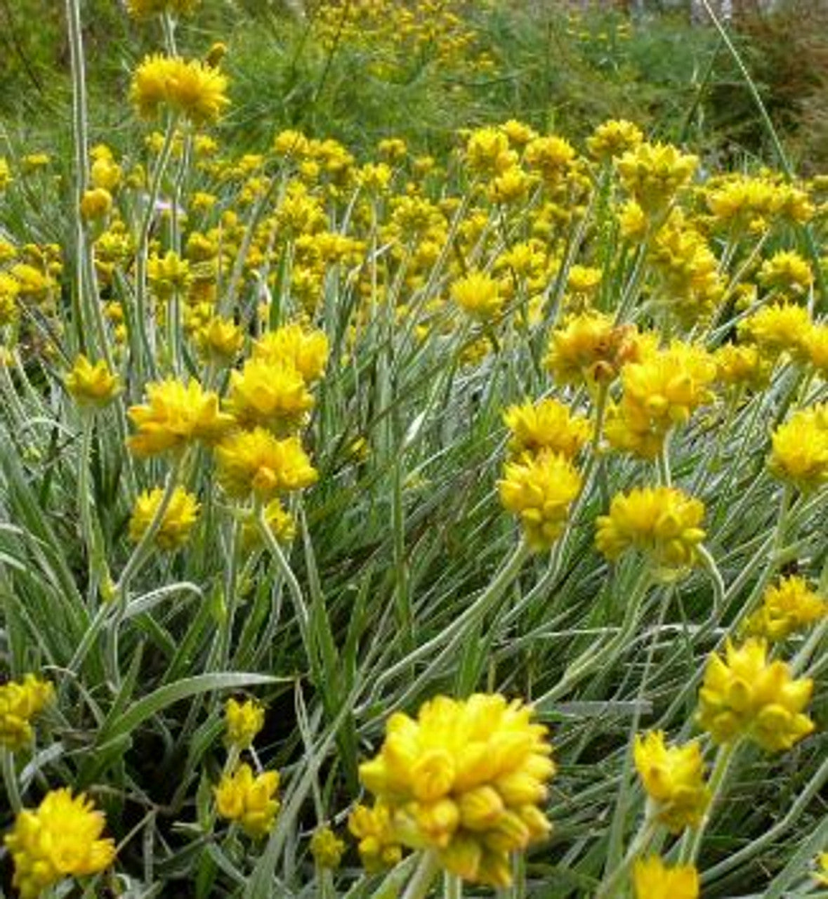 Gnangarra (Conostylis)