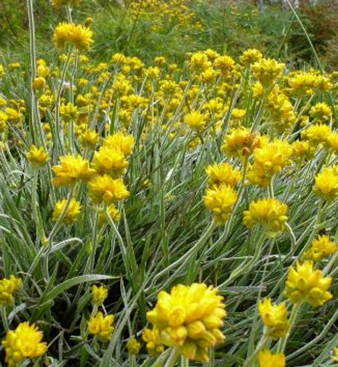Gnangarra (Conostylis) - Ladybird Nursery