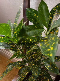 Gold Dust Japanese Laurel (Aucuba japonica)