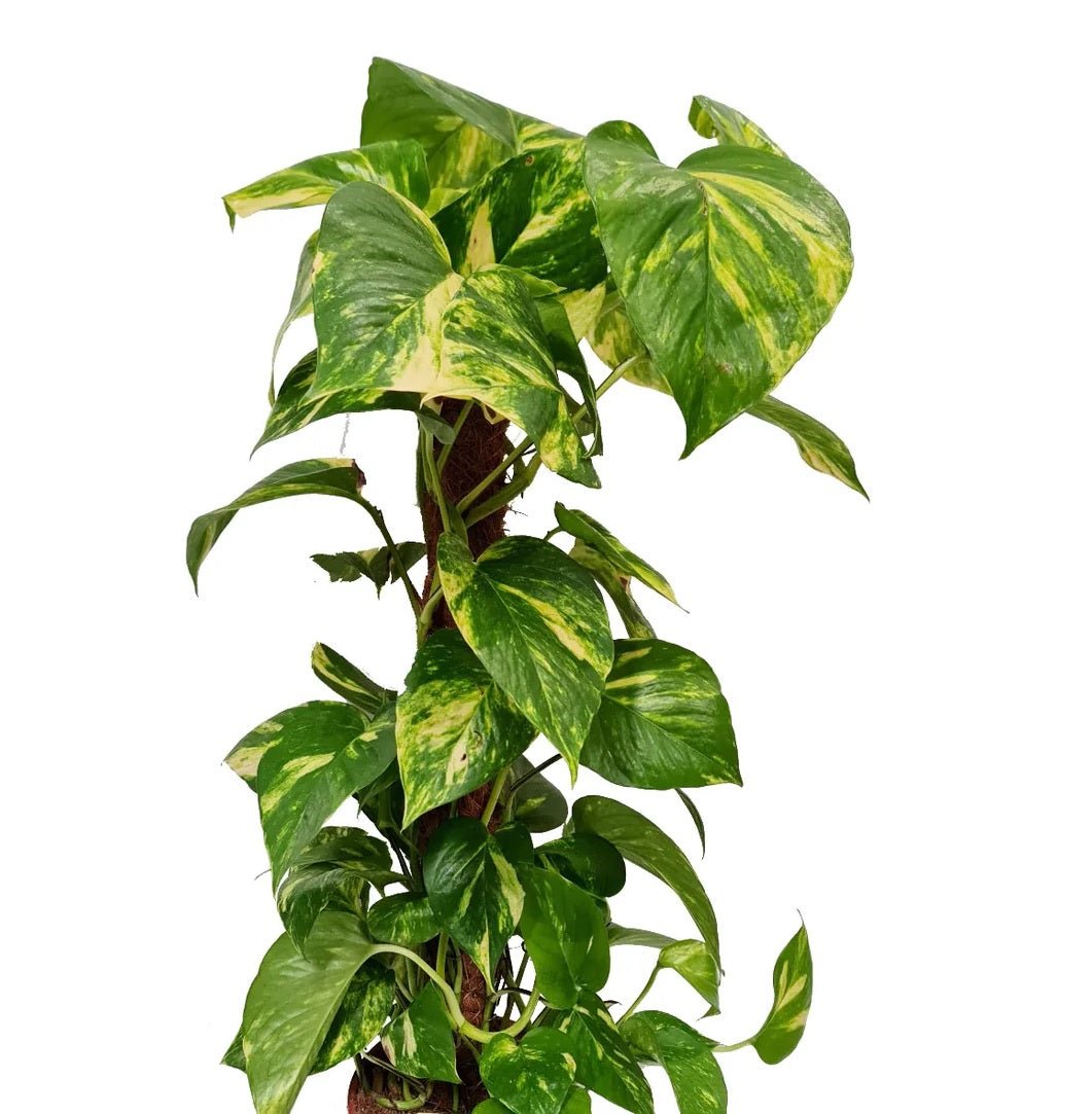 Gold Form Pothos - Devils Ivy (Epipremnum aureum) - Ladybird Nursery