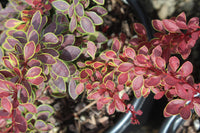 Gold Ring Japanese Barberry (Berberis thunbergii)