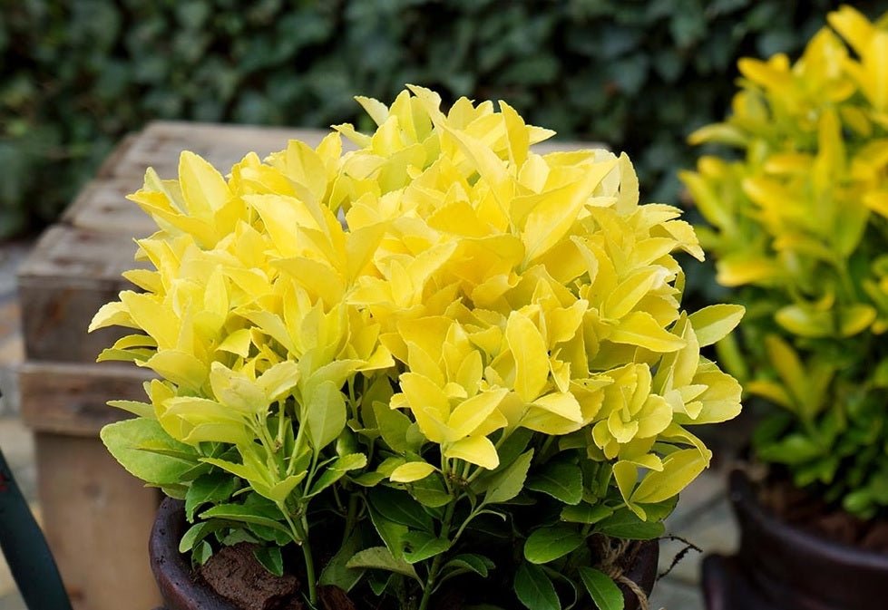 Gold Thumb Spindle microphyllus (Euonymus japonicus) - Ladybird Nursery