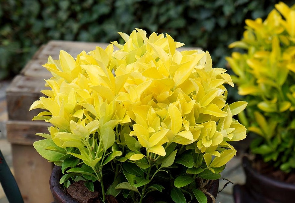 Gold Thumb Spindle microphyllus (Euonymus japonicus)