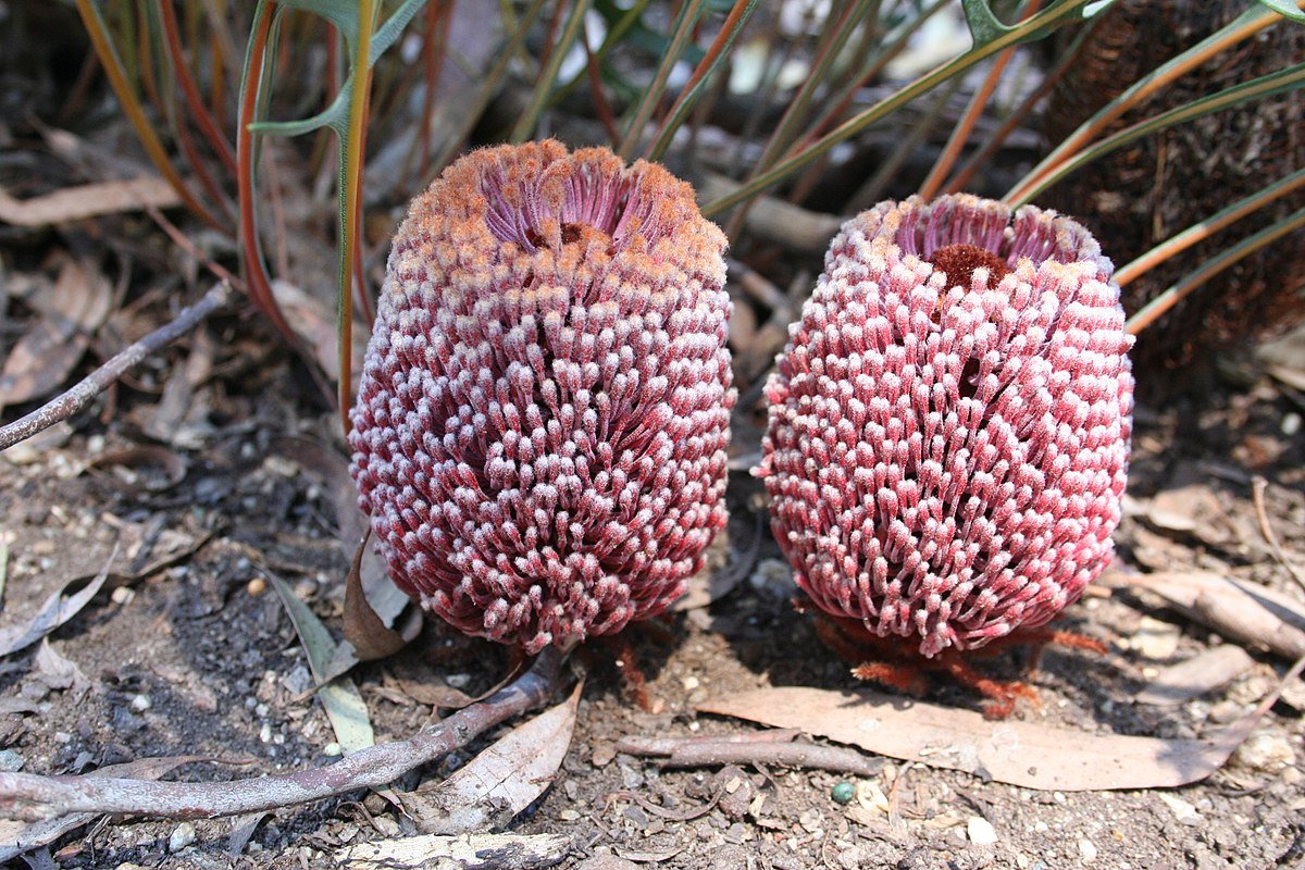 Fern - leaved Banksia (Banksia blechnifolia) - Ladybird Nursery