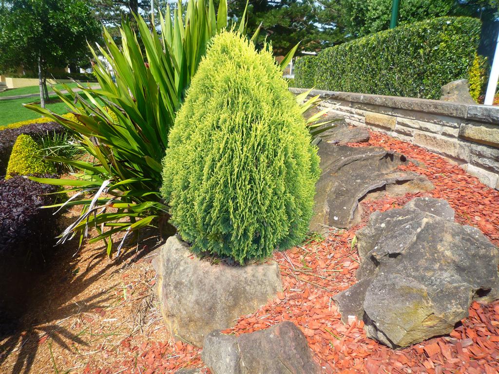 Golden Arborvitae Aurea Nana Biota (Thuja orientalis)