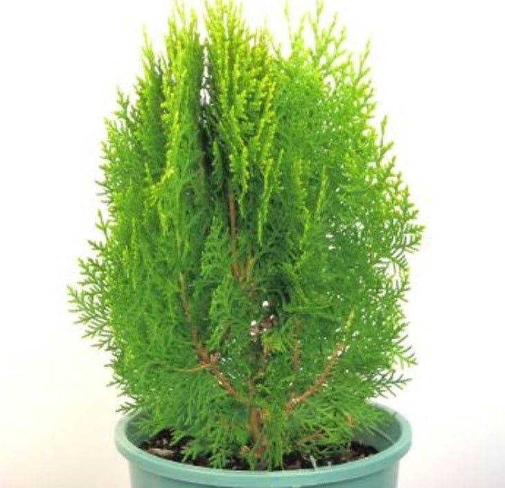 Golden Arborvitae Aurea Nana Stumpy Joe (Thuja orientalis) - Ladybird Nursery