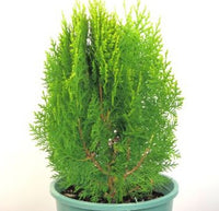 Golden Arborvitae Aurea Nana Stumpy Joe (Thuja orientalis)