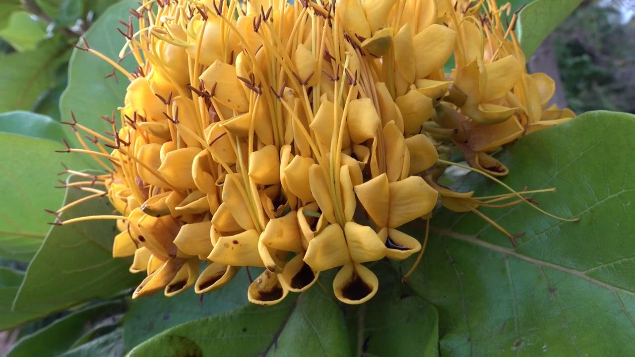 Golden Bouquet Tree (Deplanchea tetraphylla)