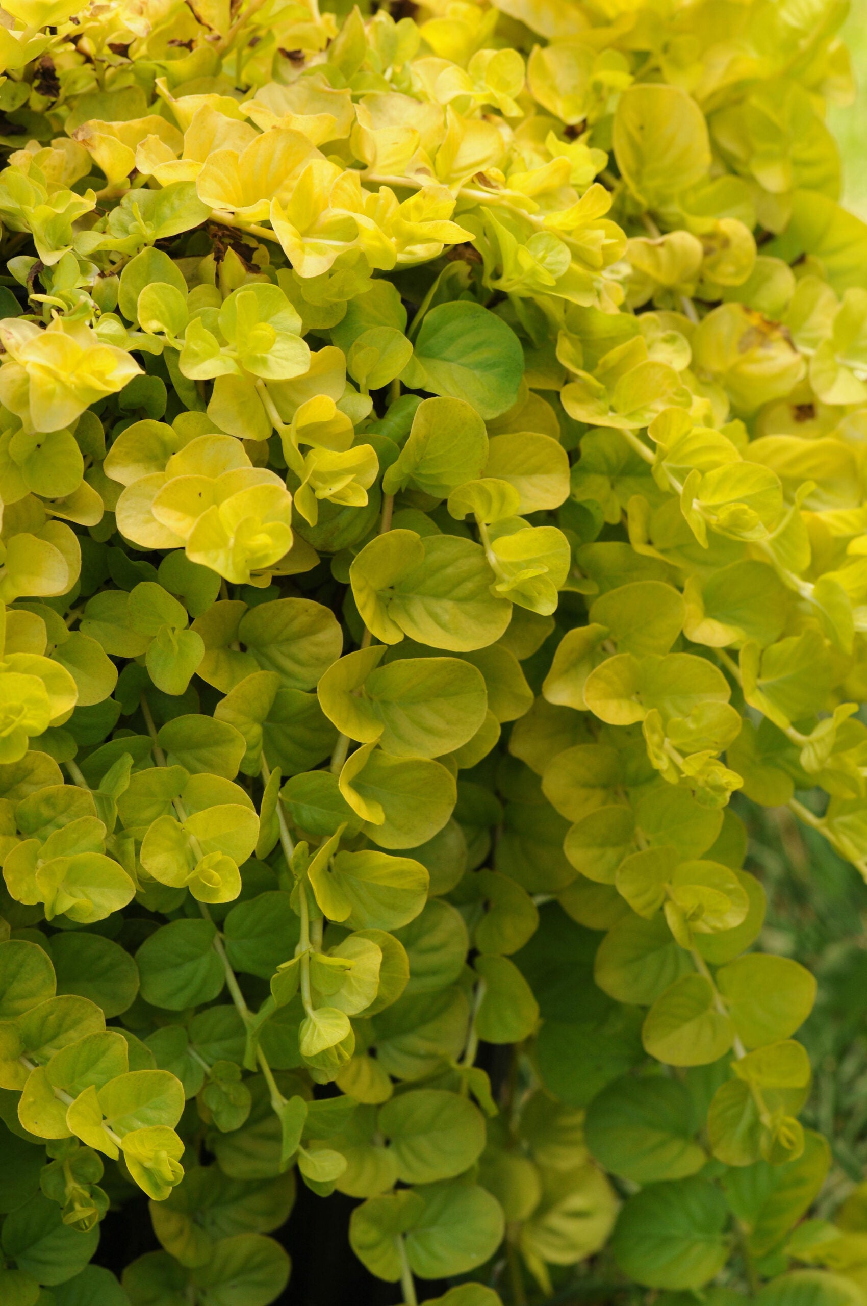 Golden Creeping Jenny Gold Clusters (Lysimachia nummularia)