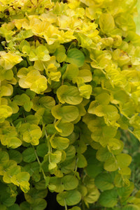 Golden Creeping Jenny Gold Clusters (Lysimachia nummularia)