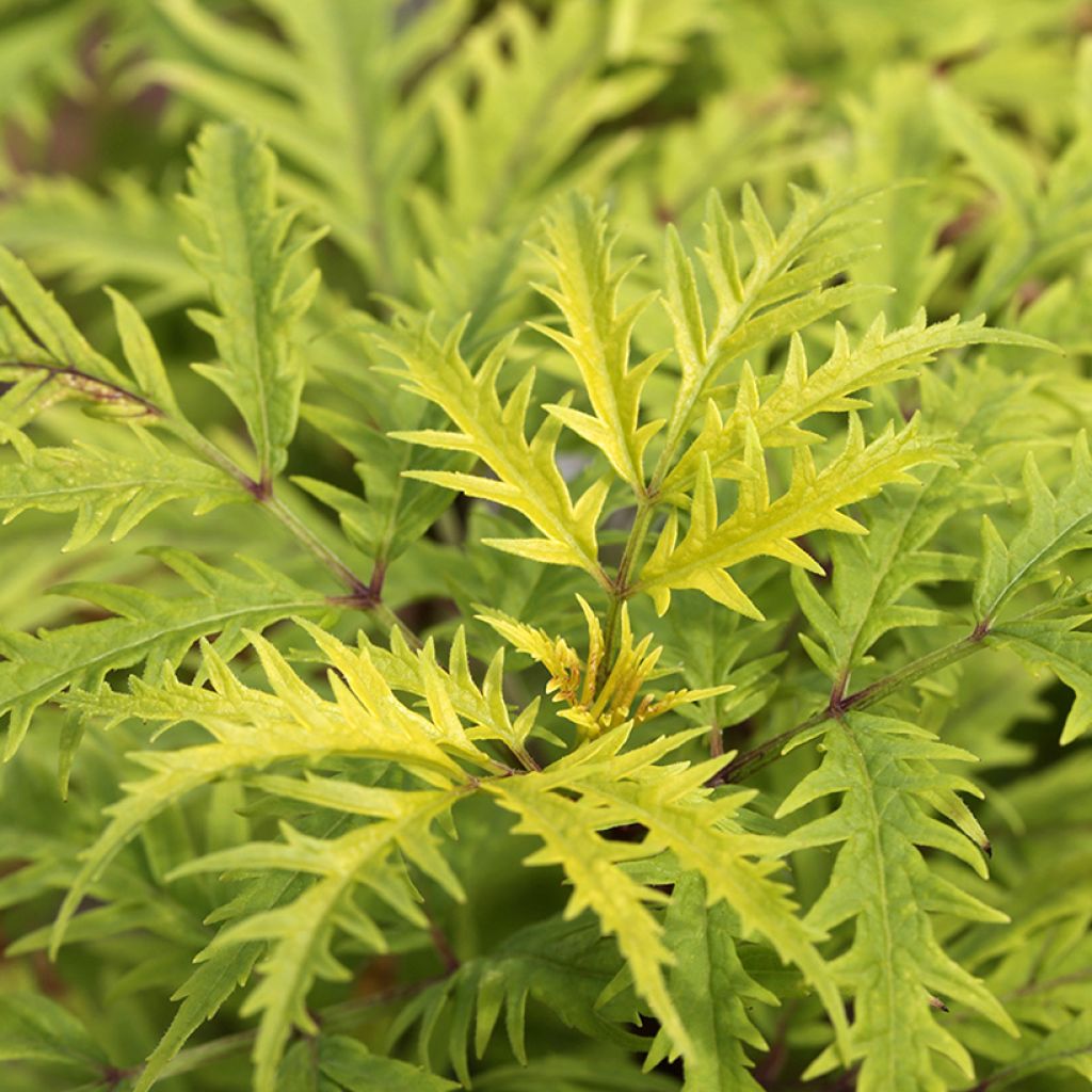 Golden Cutleaf Elderberry Plumosa Aurea (Sambucus racemosa) - Ladybird Nursery