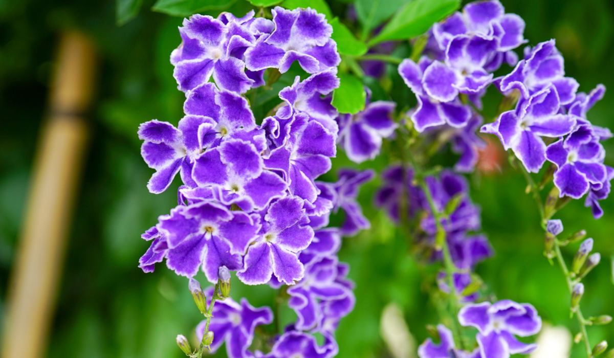 Golden Dewdrop Blue (Duranta erecta)