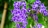 Golden Dewdrop Blue (Duranta erecta)