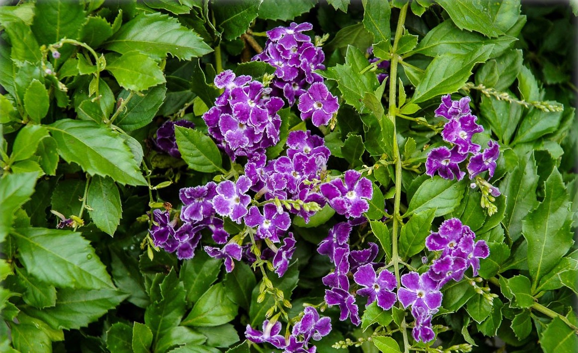 Golden Dewdrop Geisha Girl Standards (Duranta erecta)