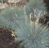 Festuca Beyond Blue (Festuca glauca)