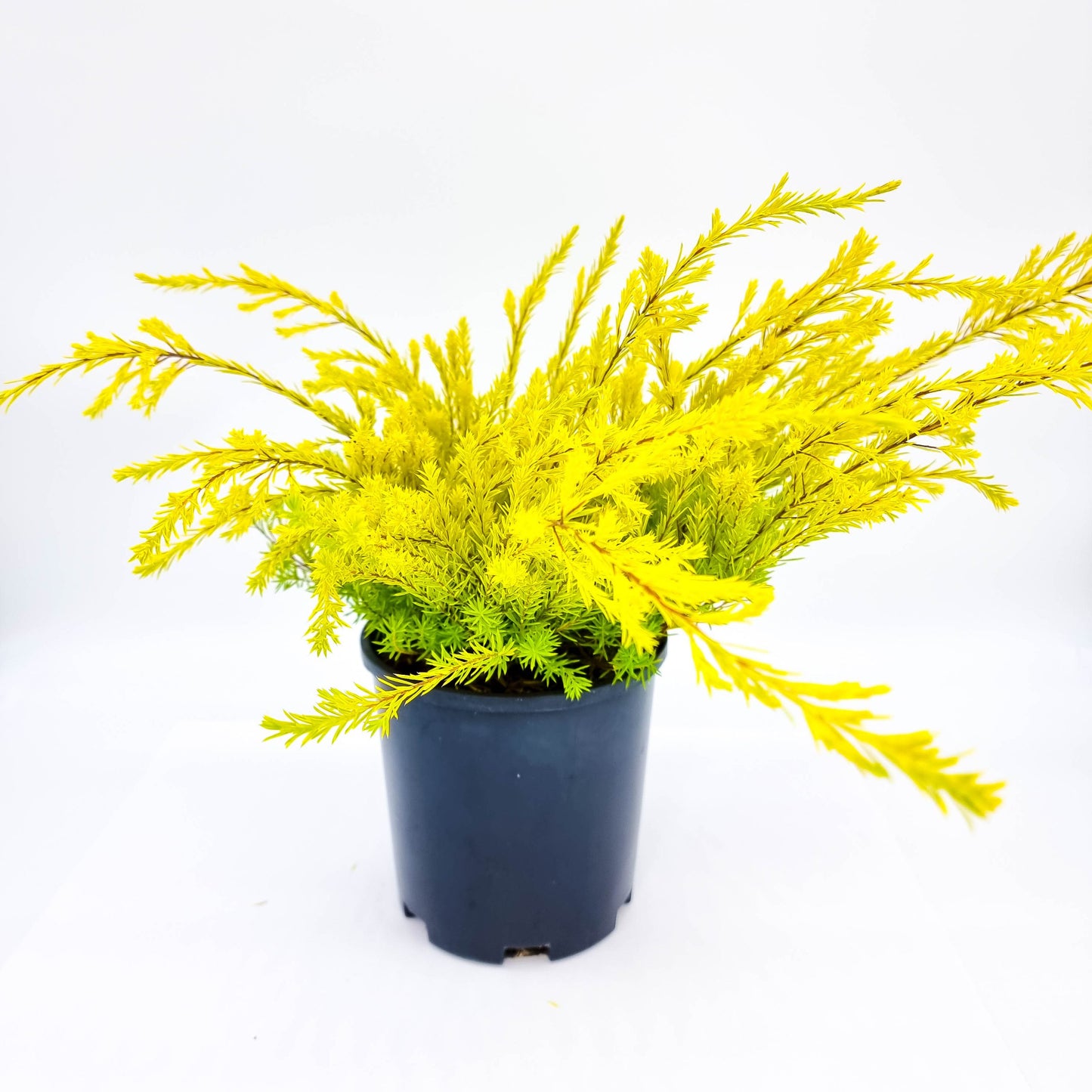 Golden Diosma Aurea (Coleonema pulchellum)