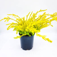 Golden Diosma Aurea (Coleonema pulchellum)