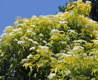 Golden Elderberry Aurea (Sambucus nigra)