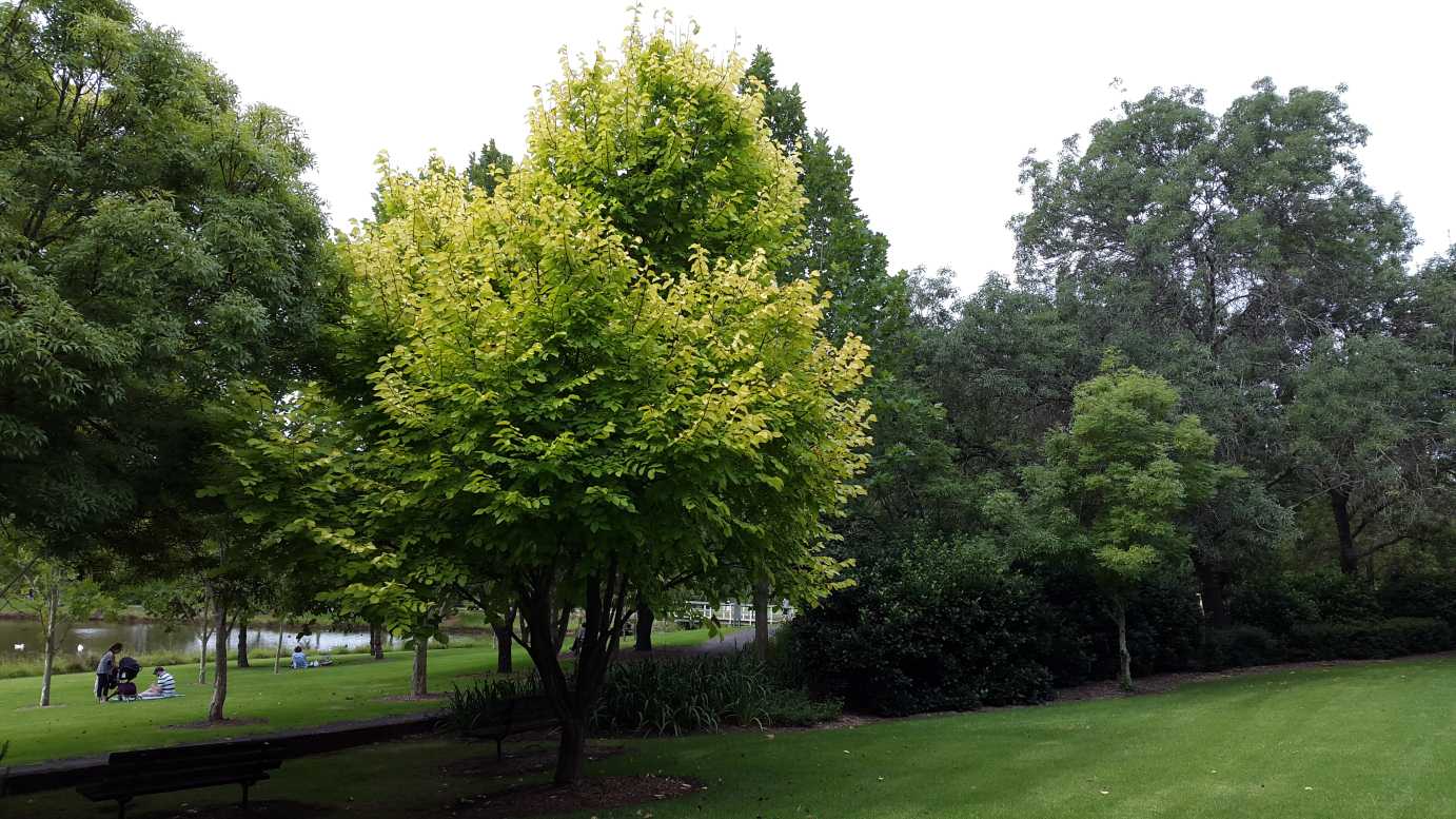 Golden Elm lutescens (Ulmus glabra)