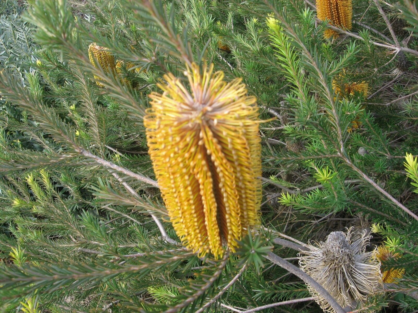 Golden Girl Banksia (Banksia ericifolia)
