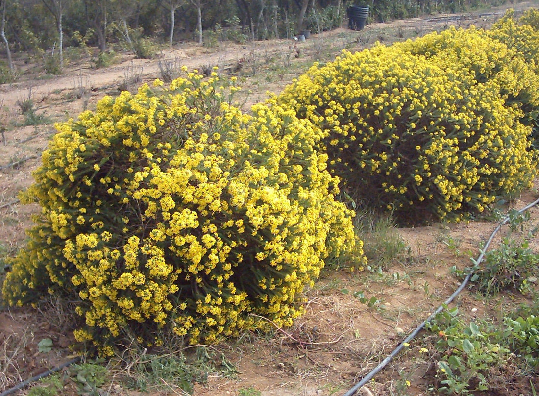 Golden Glow Bush (Euryops virgineus) - Ladybird Nursery