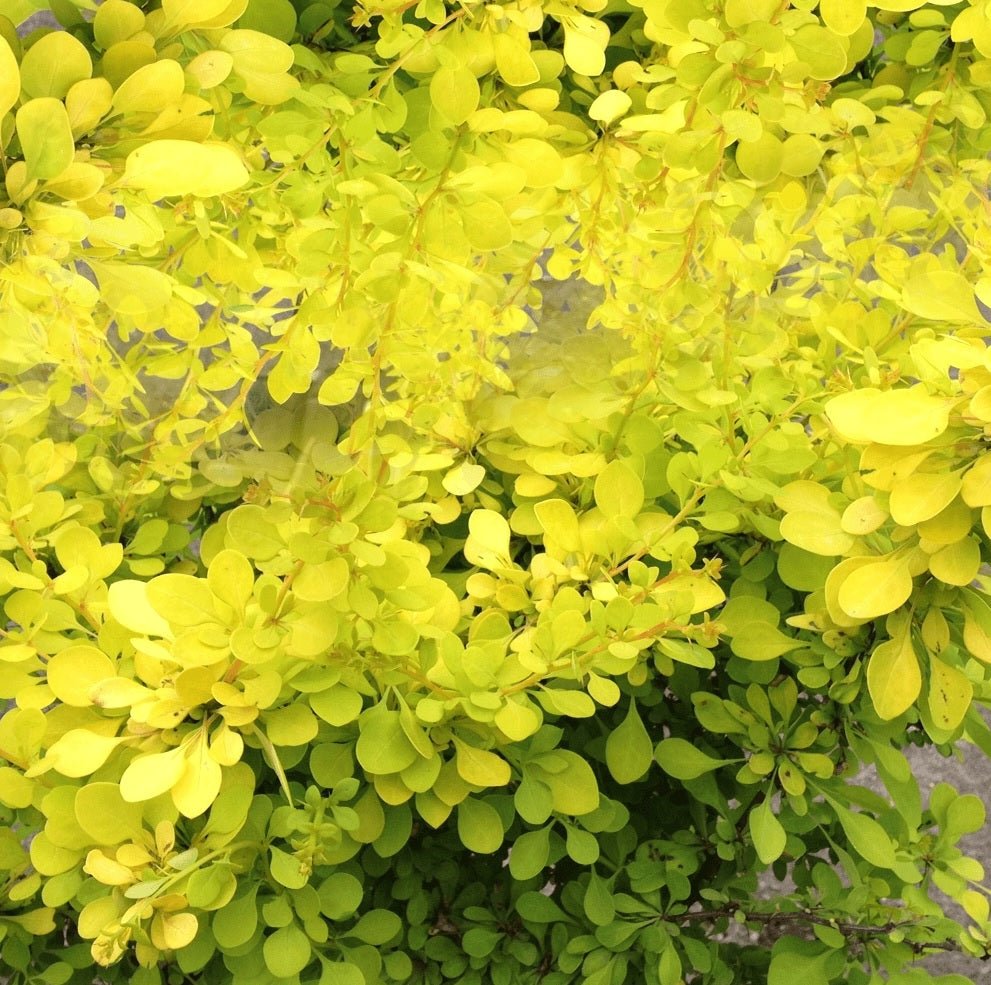 Golden Glow Japanese Barberry (Berberis thunbergii) - Ladybird Nursery
