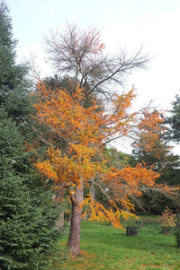 Golden Larch (Pseudolarix amabilis)