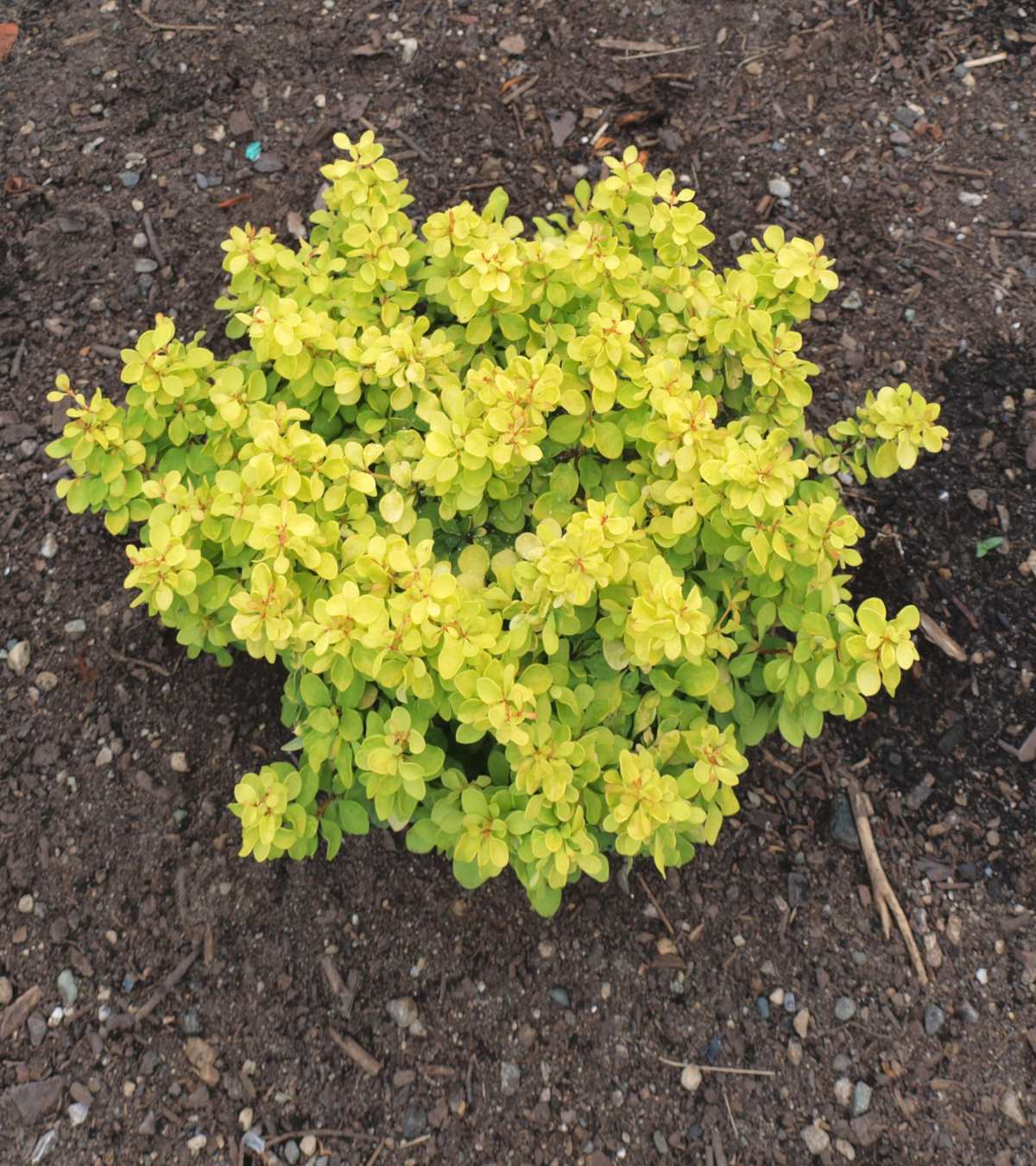 Golden Nugget Japanese Barberry (Berberis thunbergii) - Ladybird Nursery