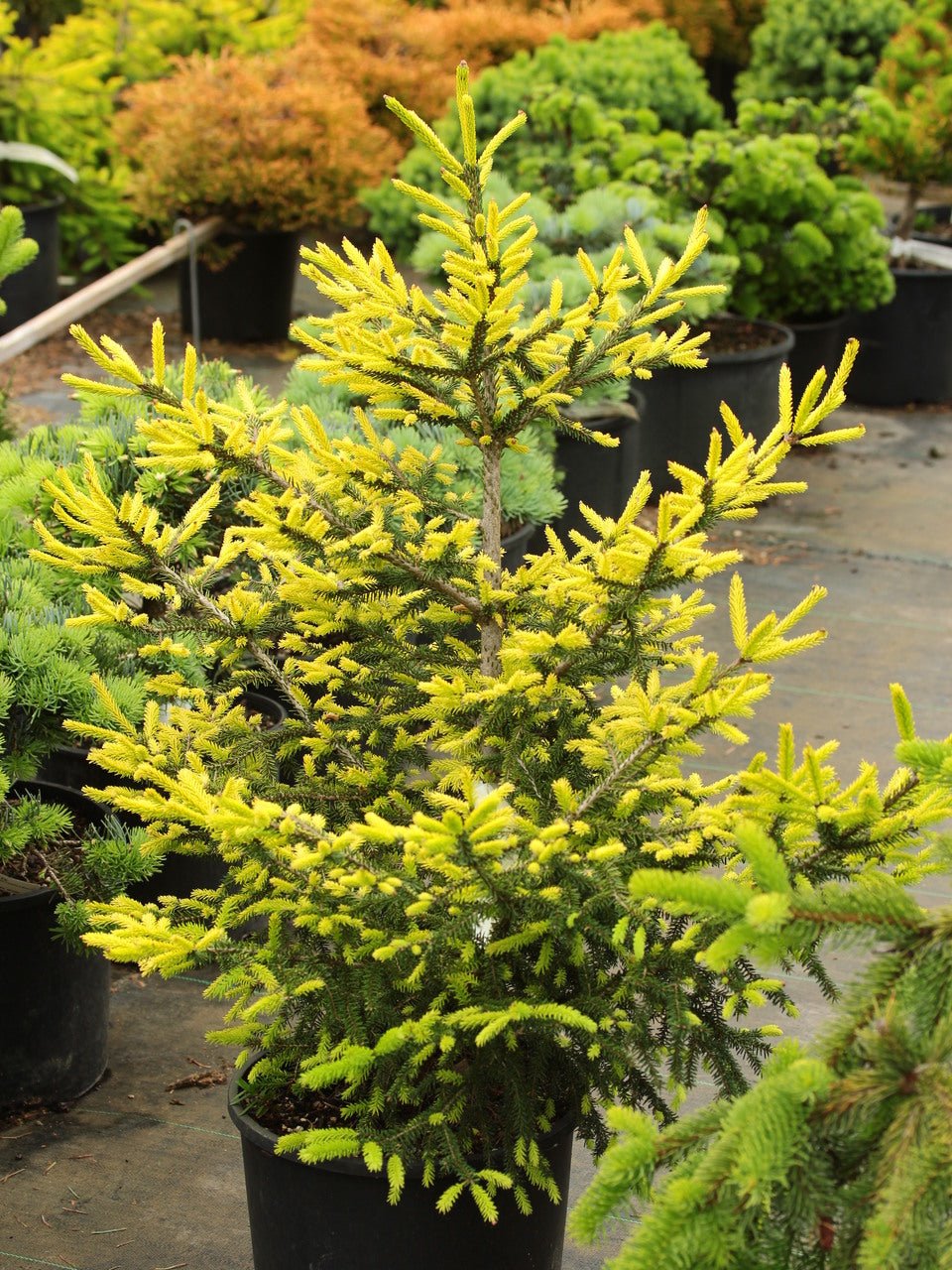 Golden Oriental Spruce Aurea (Picea orientalis) - Ladybird Nursery