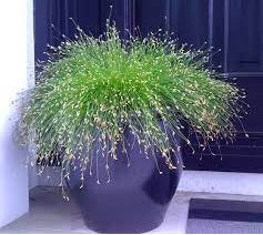 Fiber Optic Grass (Scirpus cernuus)