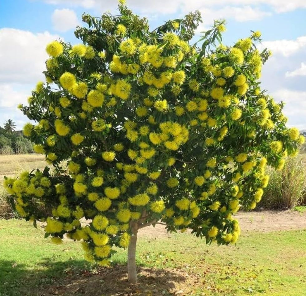 Advanced Golden Penda (Xanthostemon chrysanthus) PICK UP ONLY