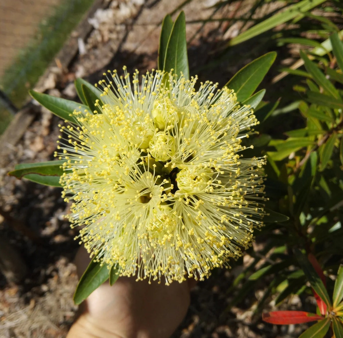 Golden Penda Cream Dancer (Xanthostemon verticillatus)