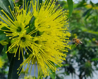 Golden Penda Fairhill Gold (Xanthostemon chrysanthus)