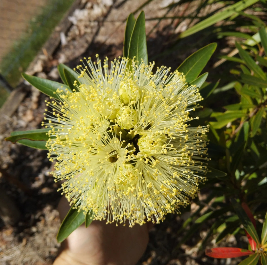 Golden Penda Little (Xanthostemon verticillatus) - Ladybird Nursery