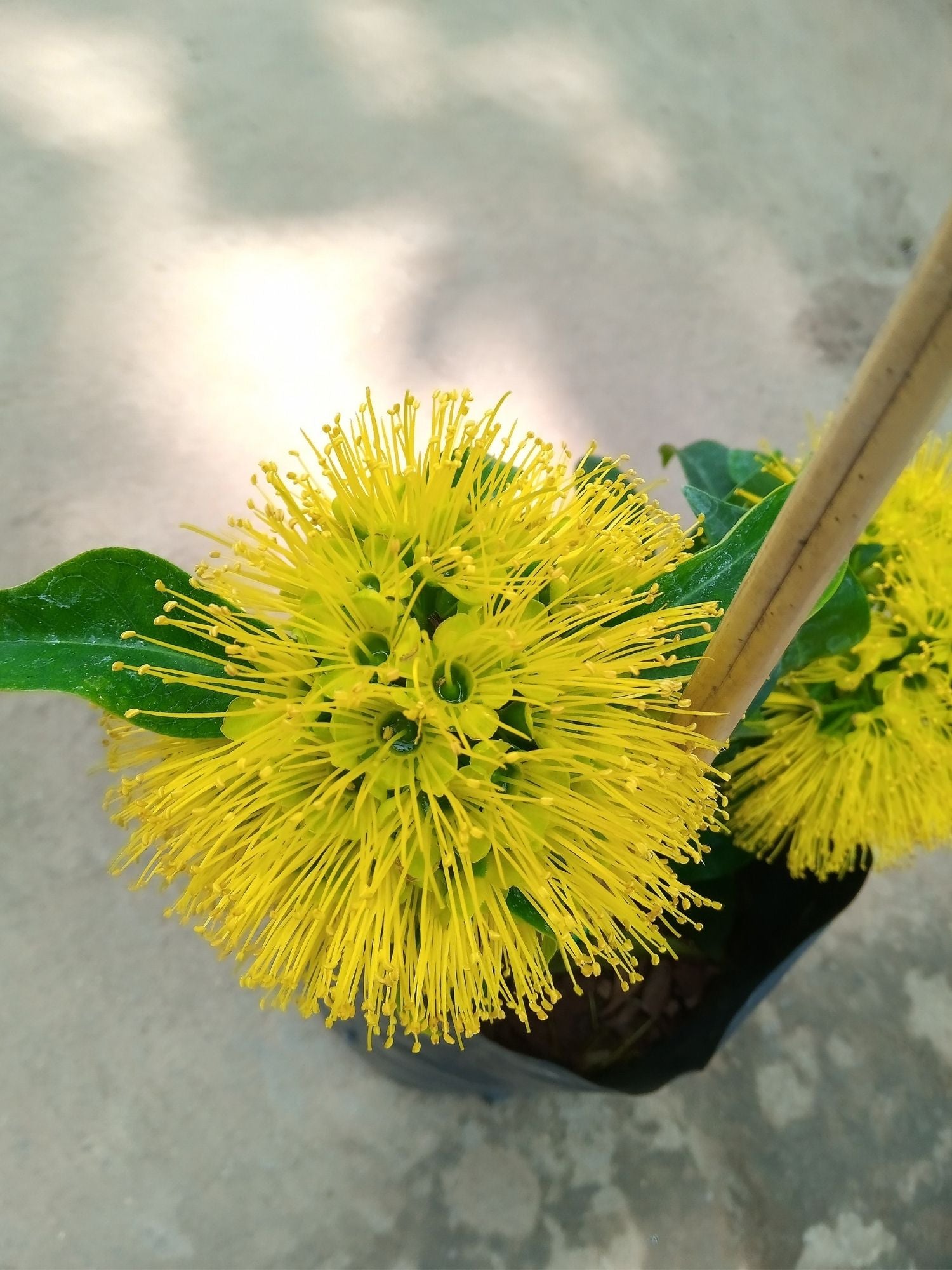 Golden Penda Little Goldie (Xanthostemon chrysanthus)