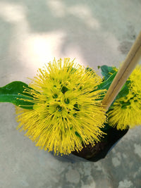 Golden Penda Little Goldie (Xanthostemon chrysanthus)