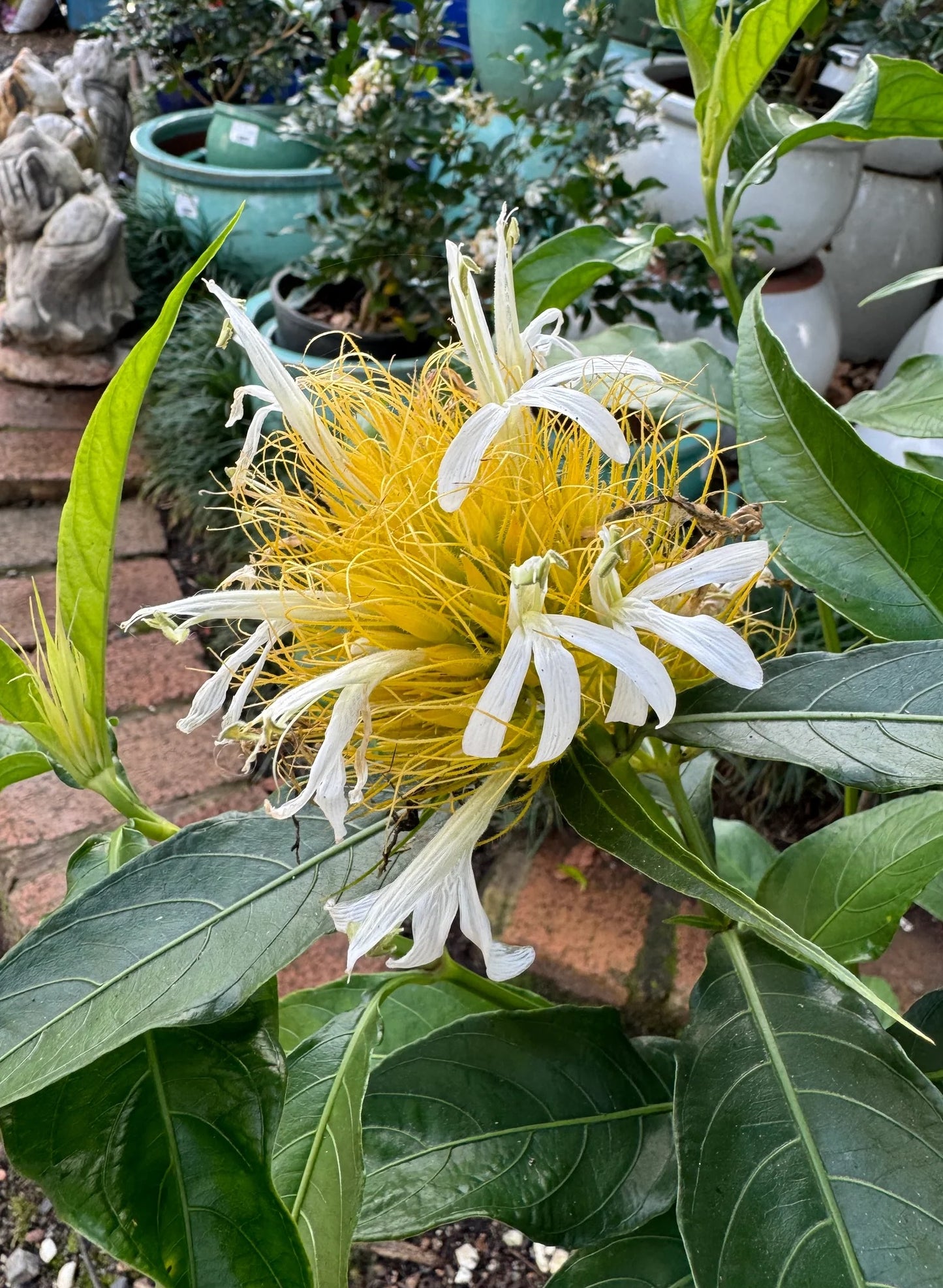 Golden Plume (Schaueria flavicoma)