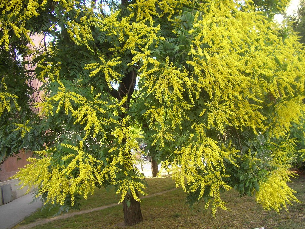 Golden Rain Tree (Koelreuteria paniculata) - Ladybird Nursery