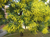 Golden Rain Tree (Koelreuteria paniculata)