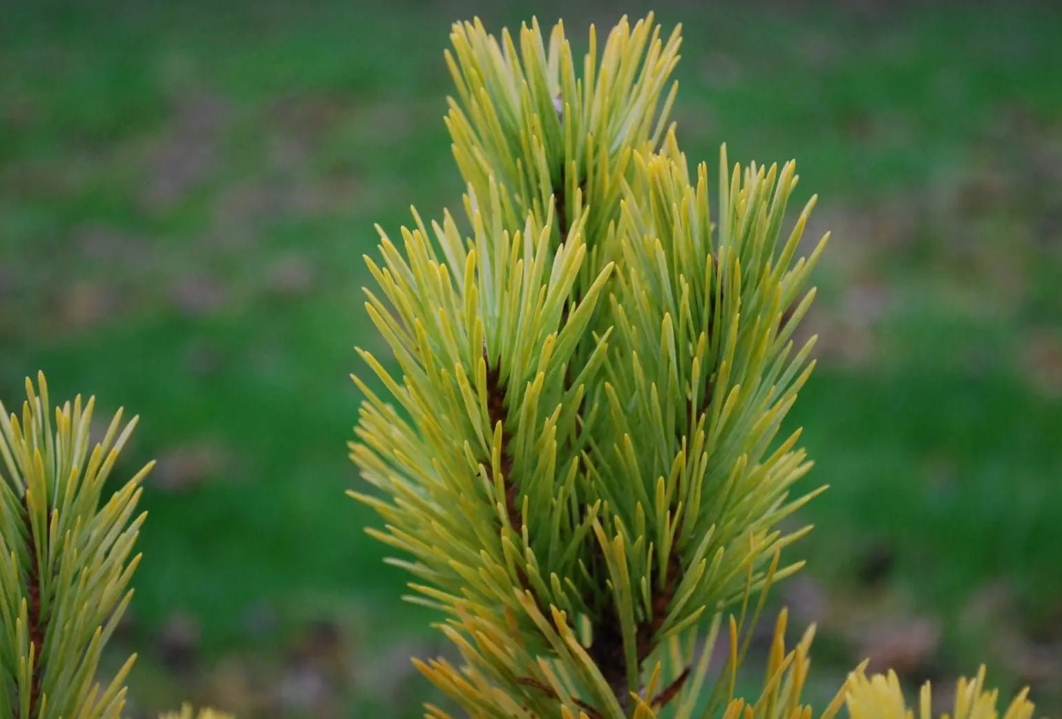 Golden Scots Pine aurea (Pinus sylvestris) - Ladybird Nursery