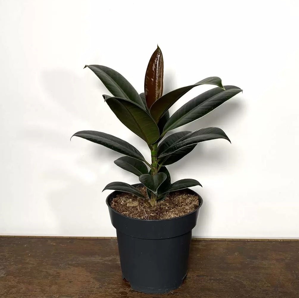 Ficus Rubra Rubber Plant (Ficus elastica) - Ladybird Nursery