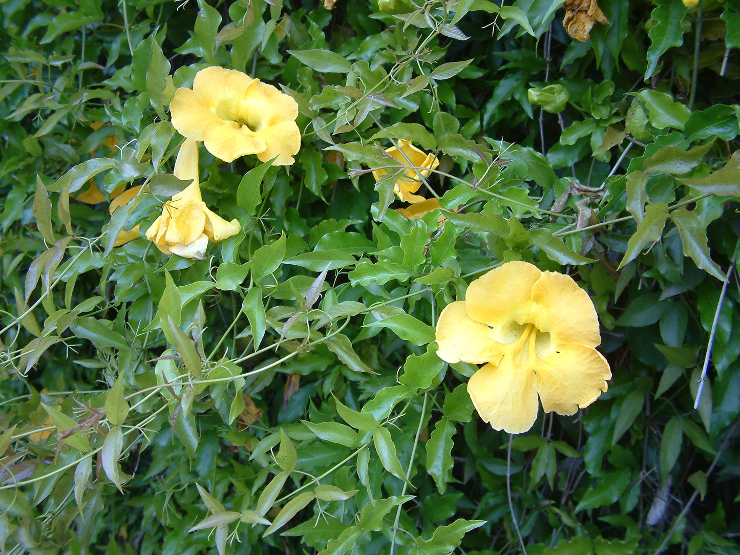 Golden Trumpet (Allamanda cathartica)