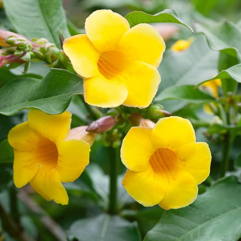 Golden Trumpet Double Yellow (Allamanda spp.) - Ladybird Nursery
