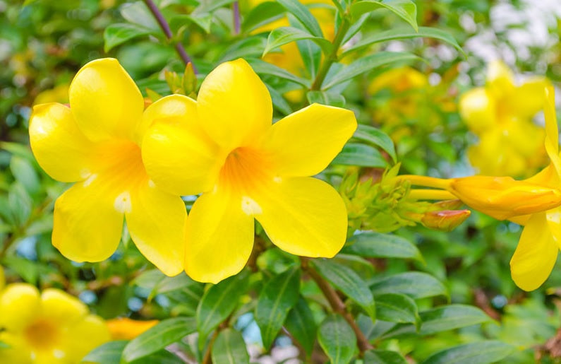 Golden Trumpet Peach Ladders (Allamanda spp.)