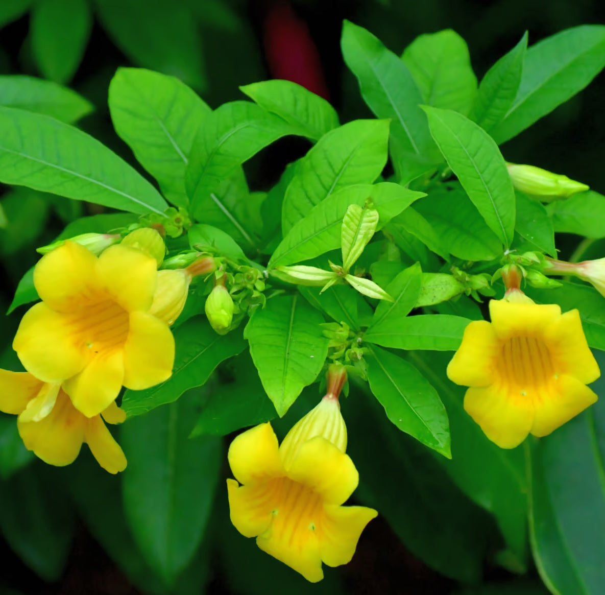 Golden Trumpet Sunnee (Allamanda Silver)