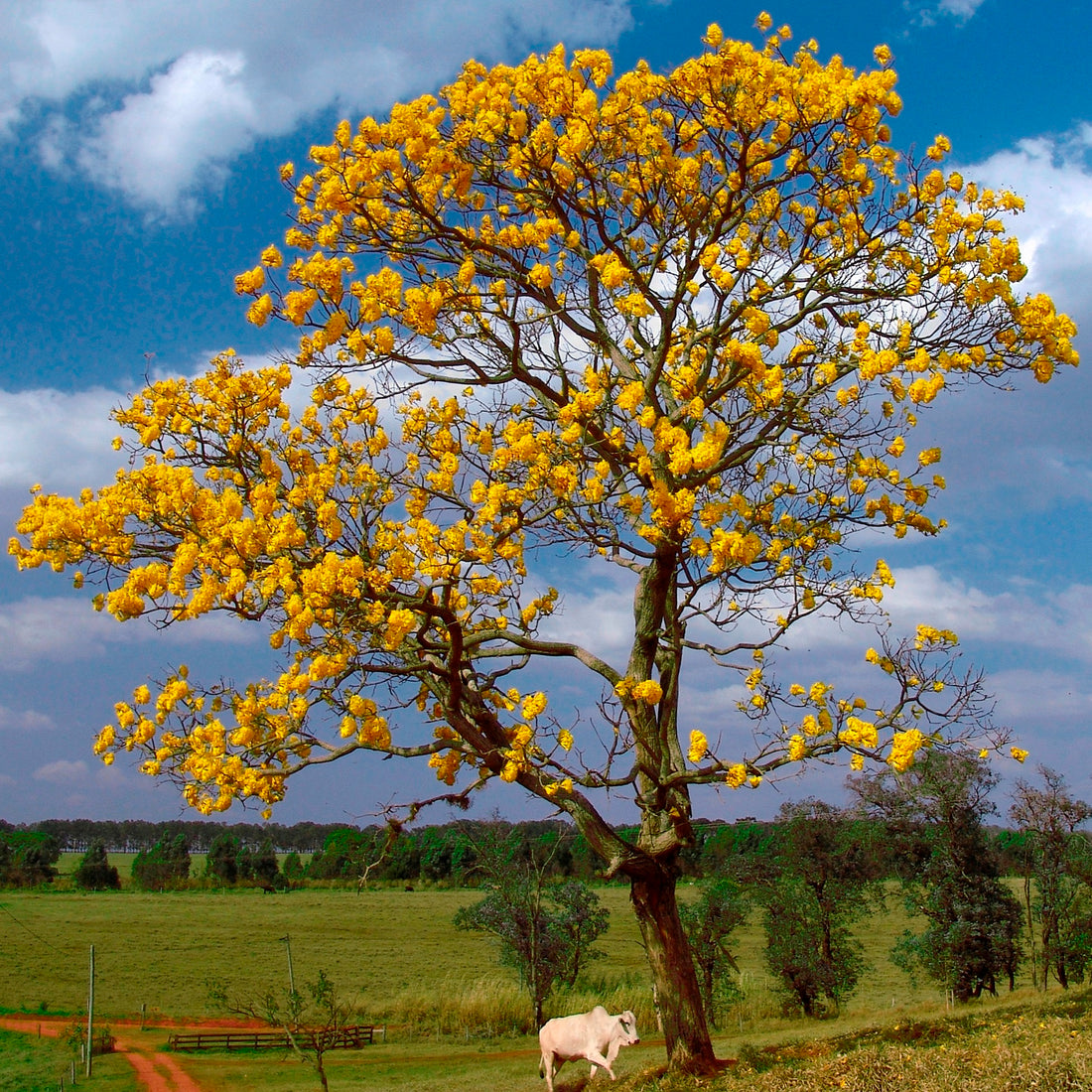 Golden Trumpet Tree (Tabebuia chrysanthus) - Ladybird Nursery
