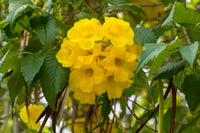 Golden Trumpet Tree (Tabebuia chrysotricha)
