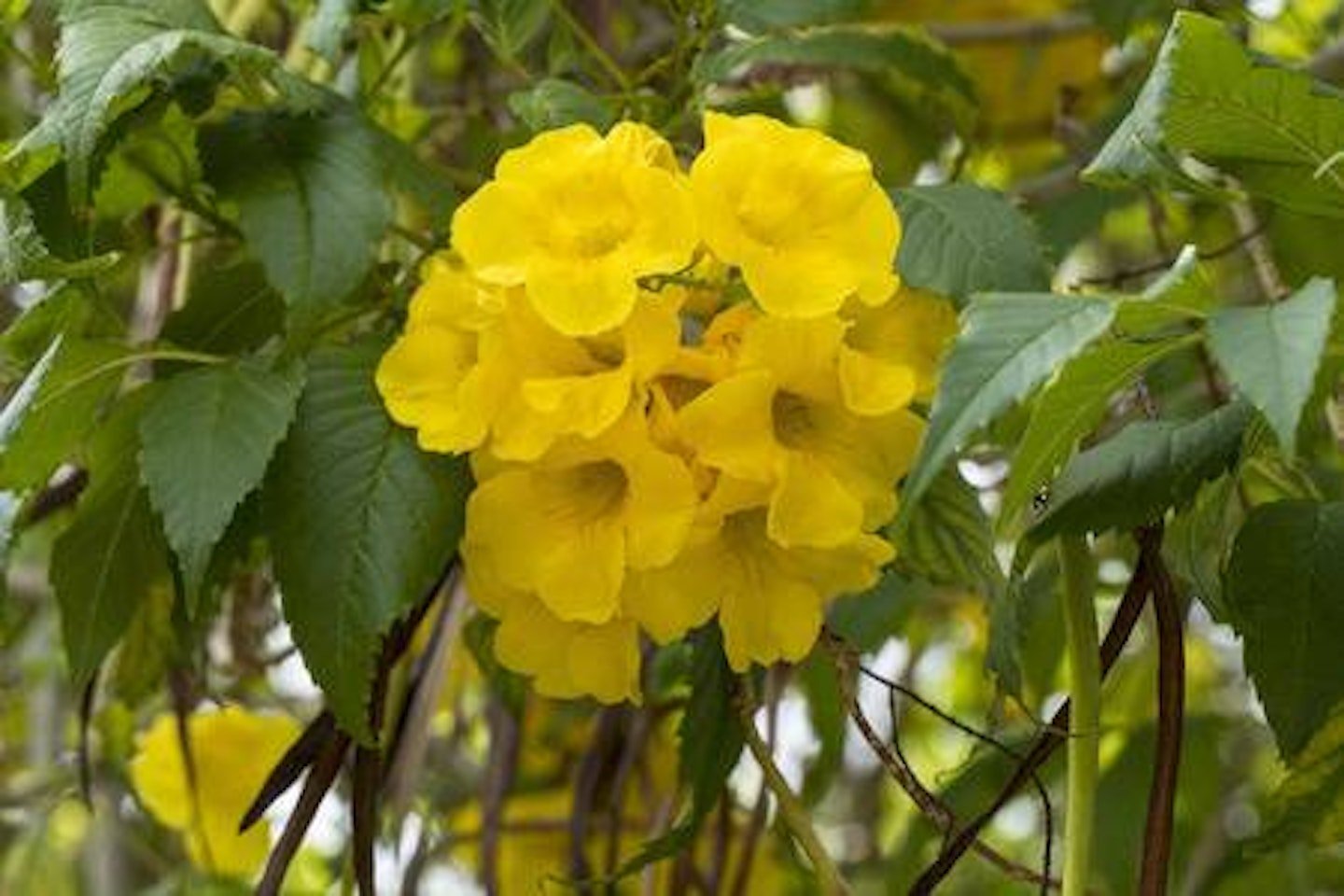 Golden Trumpet Tree (Tabebuia chrysotricha) - Ladybird Nursery